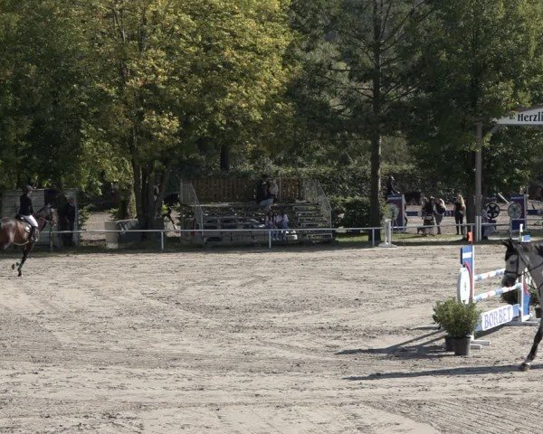 Reitturnier Richelsdorf 2024