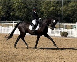 dressage horse Kabuki's Dancer (German Sport Horse, 2008, from Donnerball)