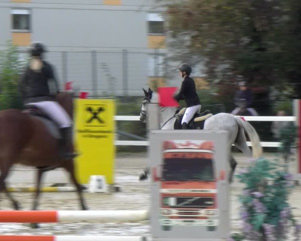 Reitturnier Bregenz 2024