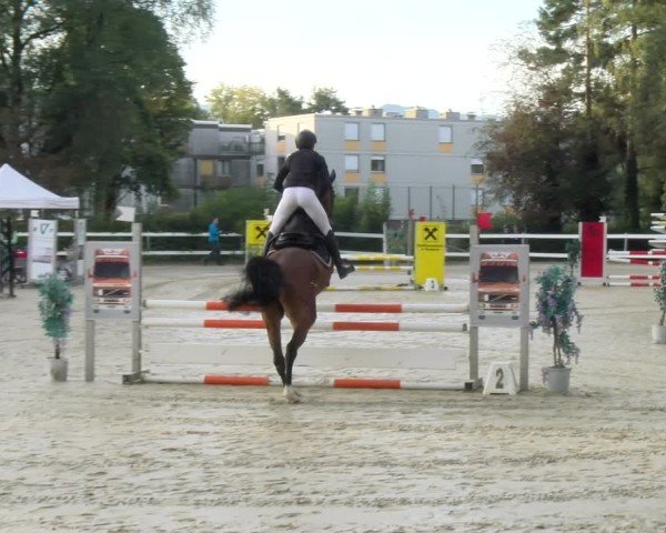 Reitturnier Bregenz 2024