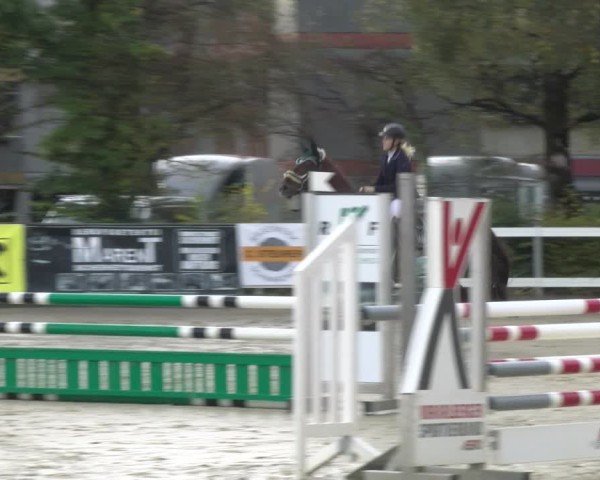 Reitturnier Bregenz 2024