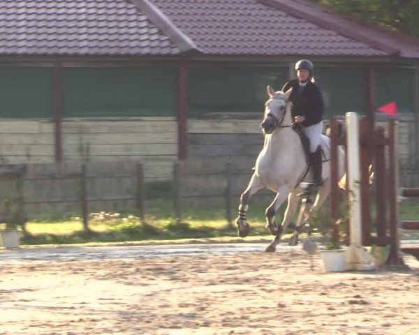 Reitturnier Breiholz "Am Moltkestein" 2024