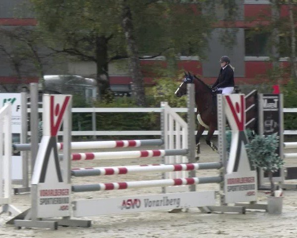 Reitturnier Bregenz 2024