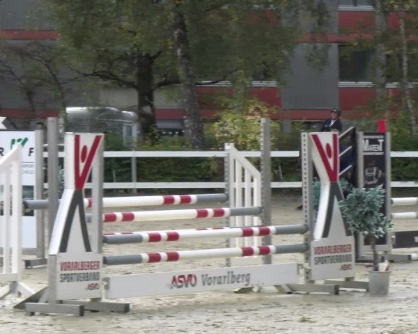 Reitturnier Bregenz 2024
