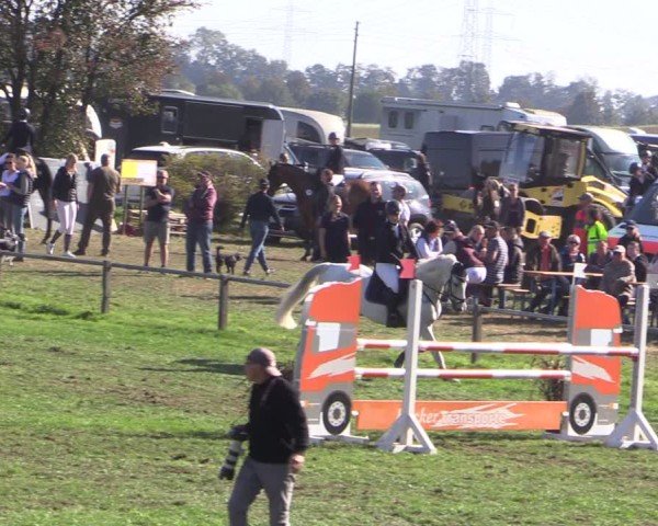 Reitturnier Crivitz 2024