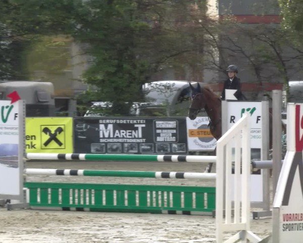 Reitturnier Bregenz 2024