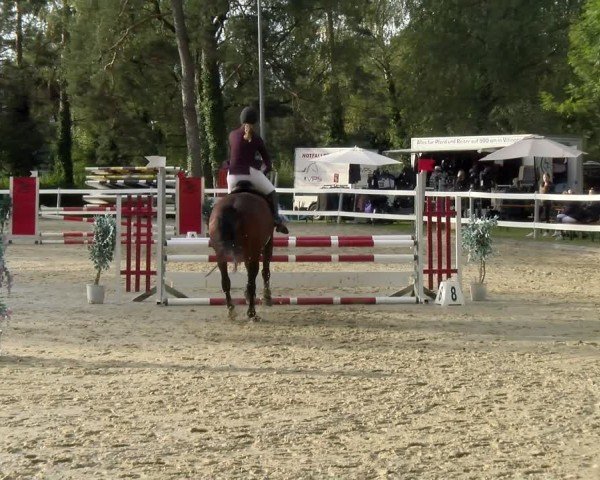 Reitturnier Bregenz 2024