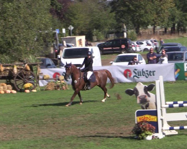 Reitturnier Crivitz 2024