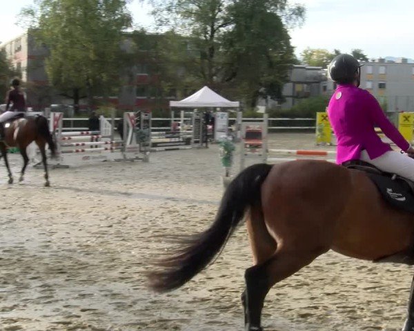 Reitturnier Bregenz 2024