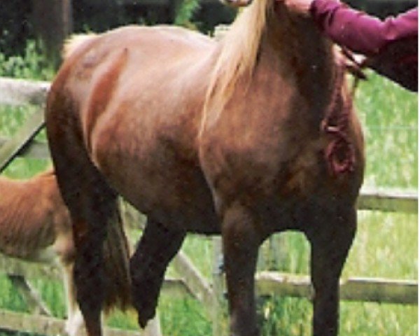 broodmare Rainhill Rosinda (Welsh-Cob (Sek. D), 1989, from Nebo Daniel)