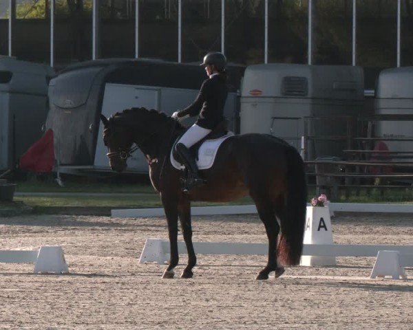 Reitturnier Langenfeld - Gut Langfort 2024