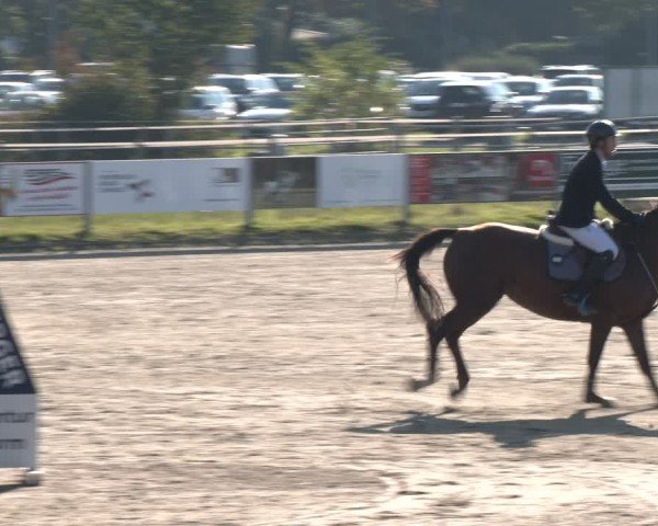 Reitturnier Langenfeld - Gut Langfort 2024