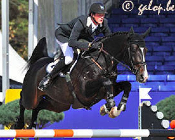 Deckhengst Comme d'Api van de Hacienda Z (Zangersheide Reitpferd, 2003, von Cumano)