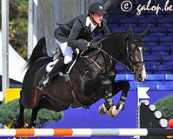Deckhengst Comme d'Api van de Hacienda Z (Zangersheide Reitpferd, 2003, von Cumano)