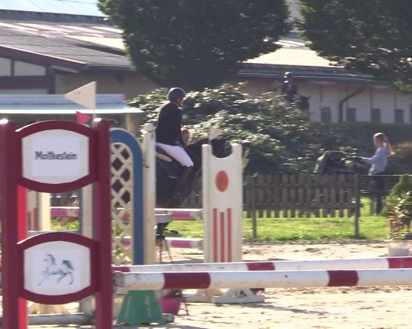 Reitturnier Breiholz "Am Moltkestein" 2024