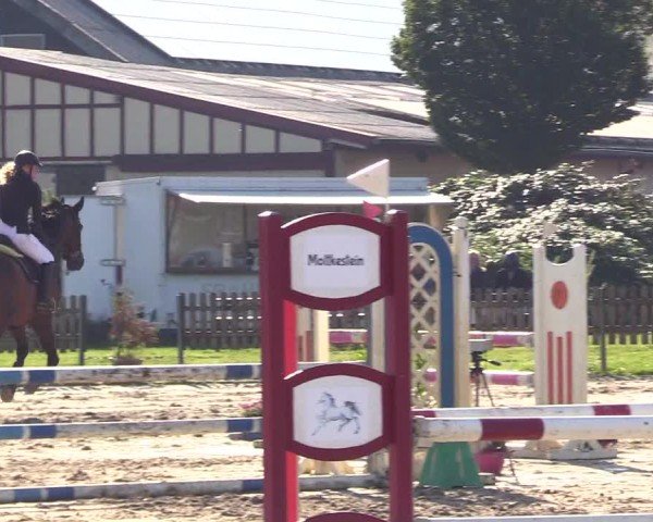 Reitturnier Breiholz "Am Moltkestein" 2024