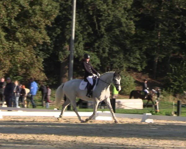 Reitturnier Seelitz 2024