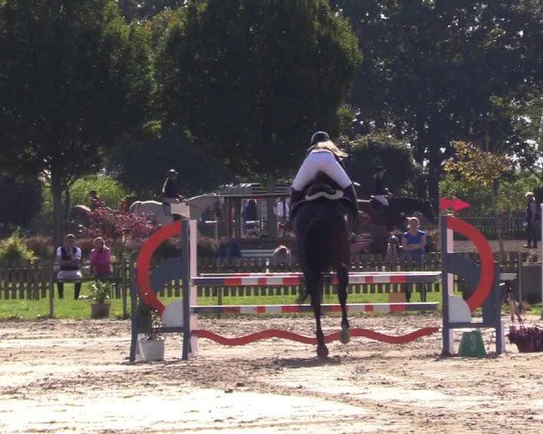 Reitturnier Breiholz "Am Moltkestein" 2024