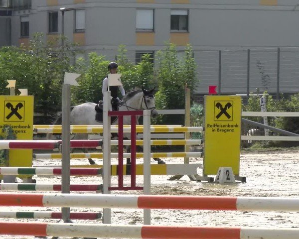 Reitturnier Bregenz 2024