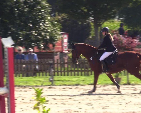 Reitturnier Breiholz "Am Moltkestein" 2024
