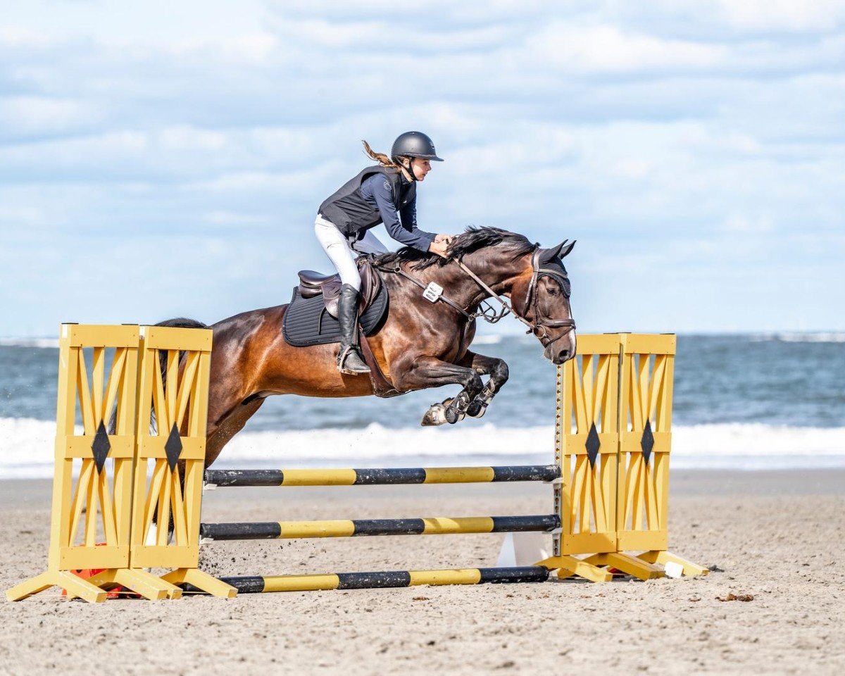 jumper Nylah (KWPN (Royal Dutch Sporthorse), 2018, from Innocent)