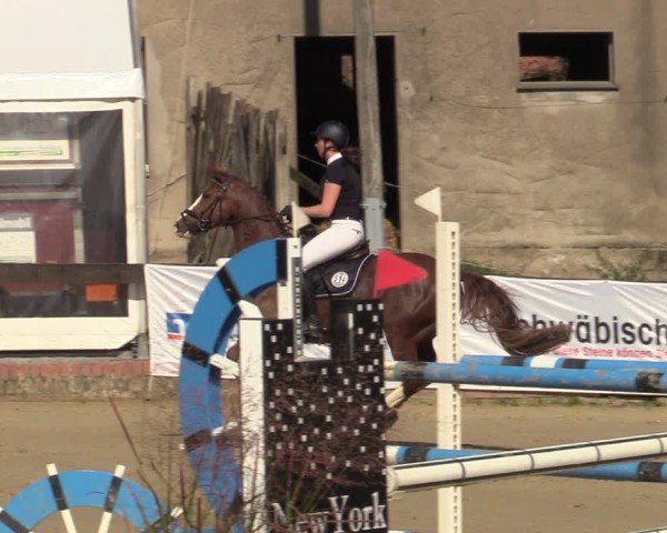 Reitturnier Buchenhof-Ibbenbüren 2024