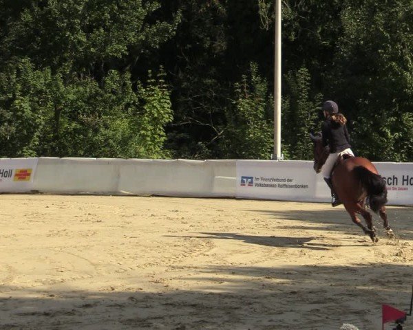 Reitturnier Buchenhof-Ibbenbüren 2024