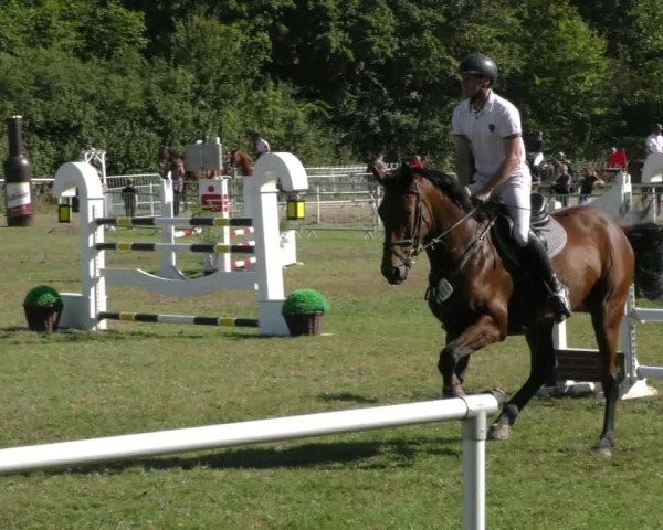 Reitturnier Wernigerode 2024