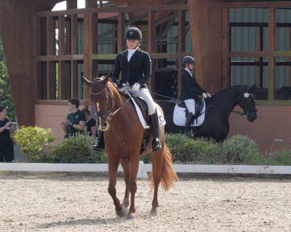 Reitturnier Rodgau-Weiskirchen 2024