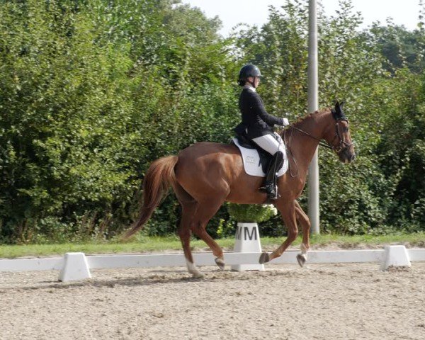 Reitturnier Rodgau-Weiskirchen 2024