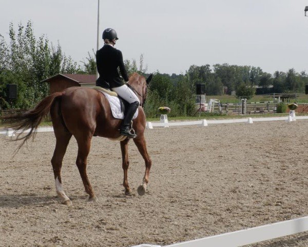 Reitturnier Rodgau-Weiskirchen 2024