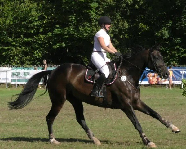 Reitturnier Wernigerode 2024