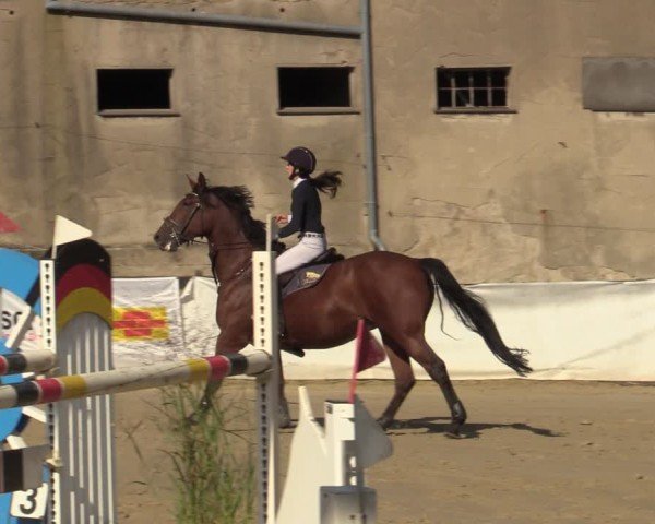 Reitturnier Buchenhof-Ibbenbüren 2024