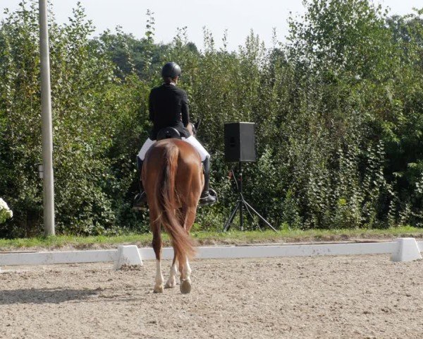 Reitturnier Rodgau-Weiskirchen 2024