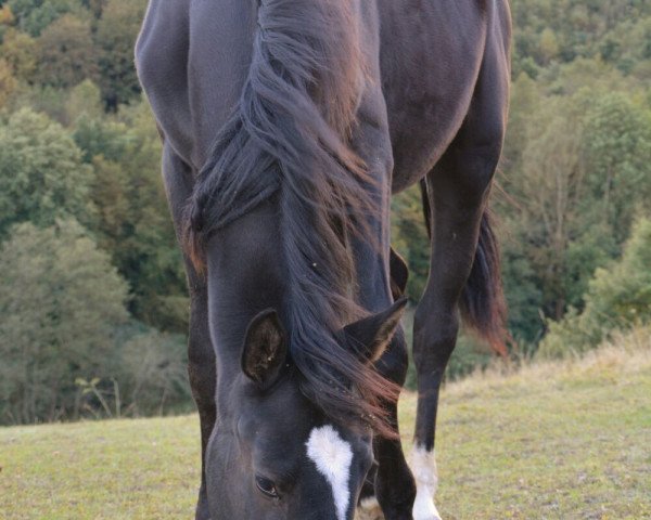 horse Cantana (German Sport Horse, 2015, from Conteur) horse Cantana (German Sport Horse, 2015, from Conteur)