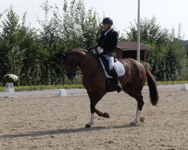 Reitturnier Rodgau-Weiskirchen 2024