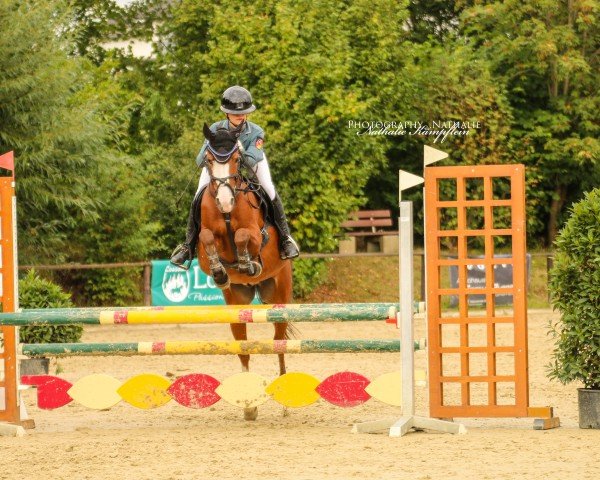 jumper Mon-Scheri (German Riding Pony, 2016, from The Braes My Mobility)