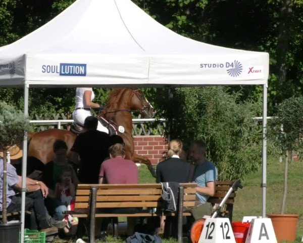 Reitturnier Wernigerode 2024