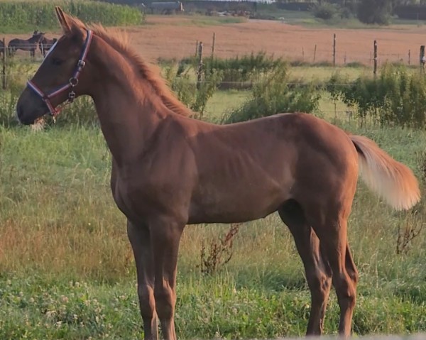 horse Hengst von Zirocco Blue / Colman (Holsteiner, 2024, from Zirocco Blue)