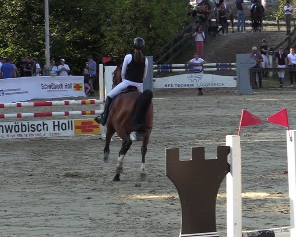 Reitturnier Buchenhof-Ibbenbüren 2024