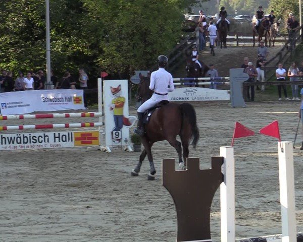 Reitturnier Buchenhof-Ibbenbüren 2024