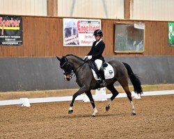 dressage horse Keulse Hoeve's Evi (Welsh, 2013, from Coelenhage's Patser)