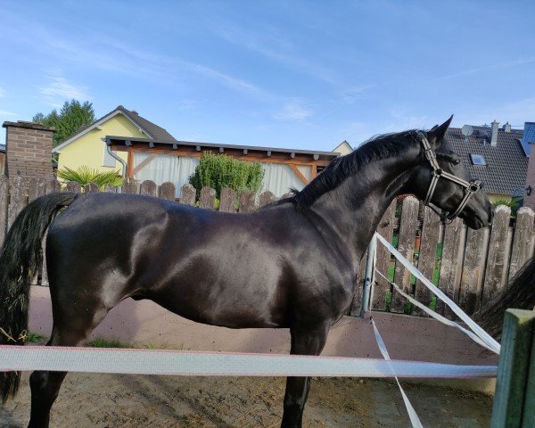 horse HF von (Hanoverian, 2020, from Da Costa)