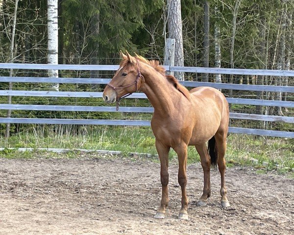 horse Quatric (Finnish Warmblood, 2021, from Quarante 212 FIN) horse Quatric (Finnish Warmblood, 2021, from Quarante 212 FIN)