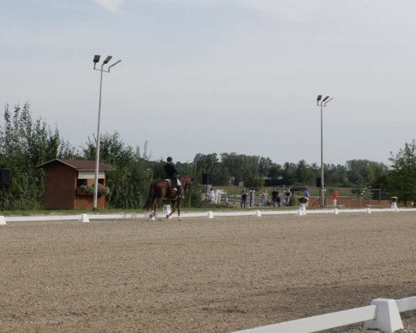 Reitturnier Rodgau-Weiskirchen 2024