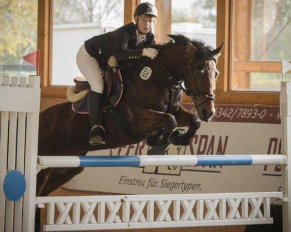jumper Chiara 314 (Pony without race description, 0000) jumper Chiara 314 (Pony without race description, 0000)
