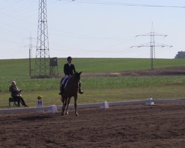 Reitturnier Crivitz 2024