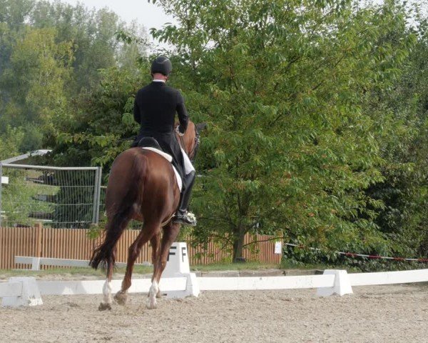 Reitturnier Rodgau-Weiskirchen 2024