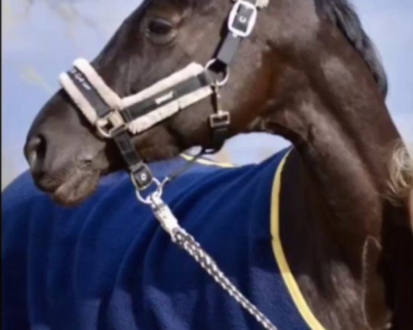 horse Carlotta 355 (Trakehner, 2013)