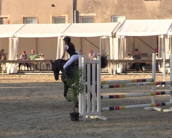 Reitturnier Buchenhof-Ibbenbüren 2024